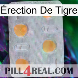 Érection De Tigre 24